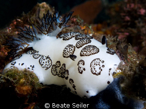 Jorunna funebri, taken with Canon G10 and UCL165 by Beate Seiler 